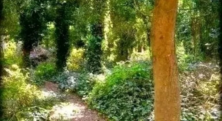 history-and-nature-walking-tour-through-the-prado-en-23