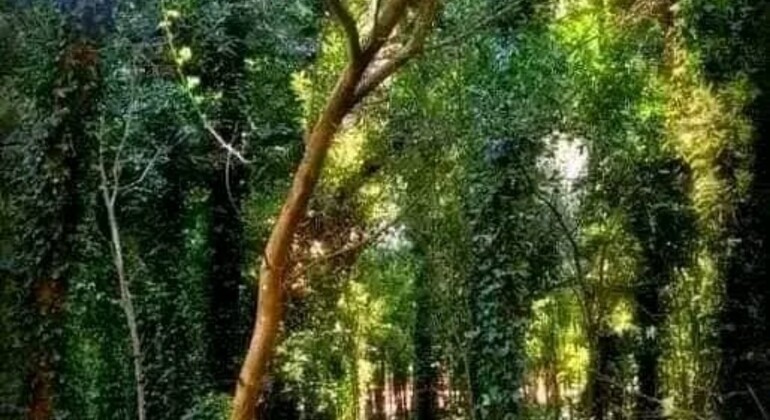 history-and-nature-walking-tour-through-the-prado-en-24