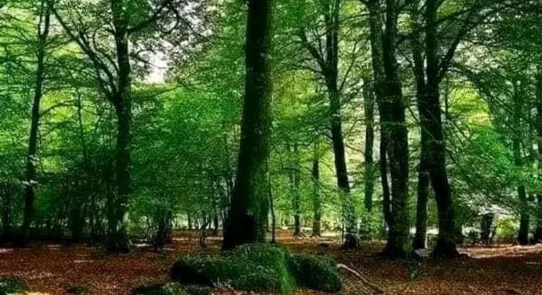 history-and-nature-walking-tour-through-the-prado-en-25