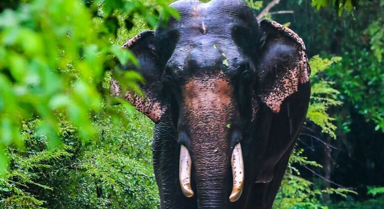 Minneriya National Park Elephant Jeep Safari from Sigiriya