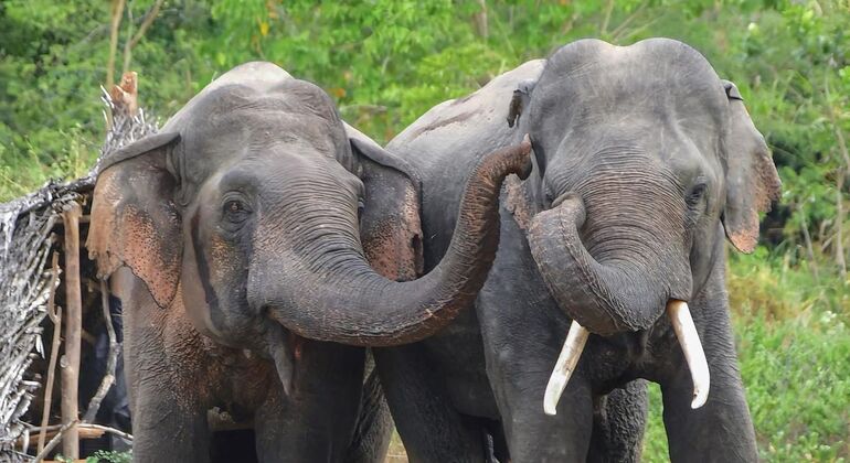 Safari en jeep à dos d'éléphant dans le parc national de Minneriya depuis Sigiriya Sri Lanka &mdash; #3