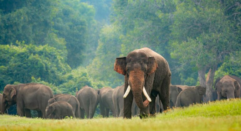 Safari en jeep à dos d'éléphant dans le parc national de Minneriya depuis Sigiriya Sri Lanka &mdash; #4