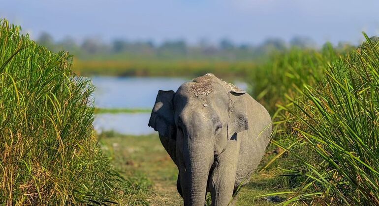 Safari en jeep à dos d'éléphant dans le parc national de Minneriya depuis Sigiriya Sri Lanka &mdash; #5