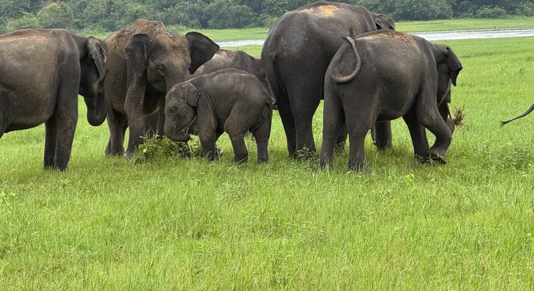 Safari en jeep à dos d'éléphant dans le parc national de Minneriya depuis Sigiriya Sri Lanka &mdash; #6