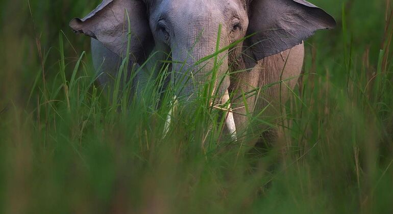 Safari en jeep à dos d'éléphant dans le parc national de Minneriya depuis Sigiriya Sri Lanka &mdash; #7