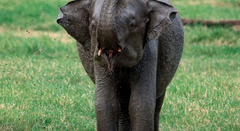 Safari en jeep à dos d'éléphant dans le parc national de Minneriya depuis Sigiriya Sri Lanka &mdash; #8