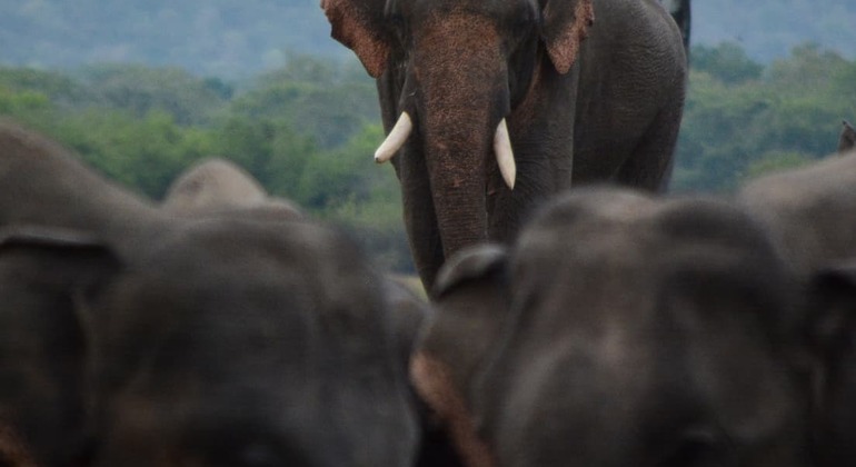 minneriya-national-park-elephant-jeep-safari-from-dambulla-en-1