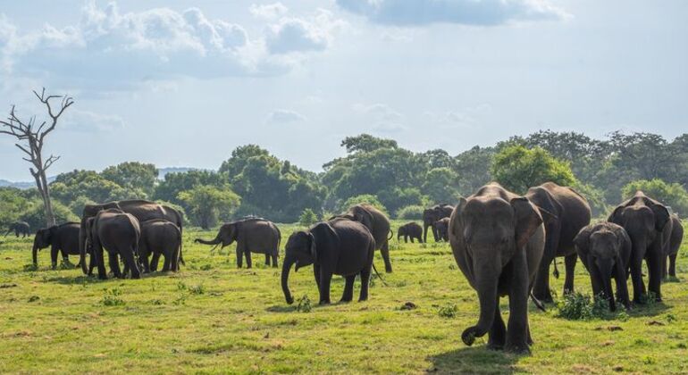 minneriya-national-park-elephant-jeep-safari-from-dambulla-en-2