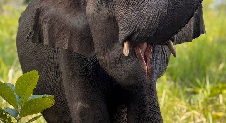 minneriya-national-park-elephant-jeep-safari-from-dambulla-en-3