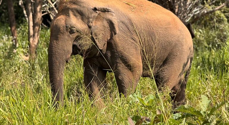 minneriya-national-park-elephant-jeep-safari-from-dambulla-en-4