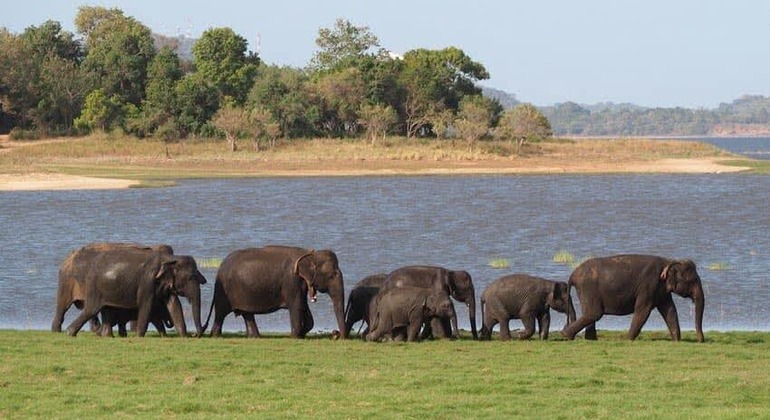 minneriya-national-park-elephant-jeep-safari-from-dambulla-en-5