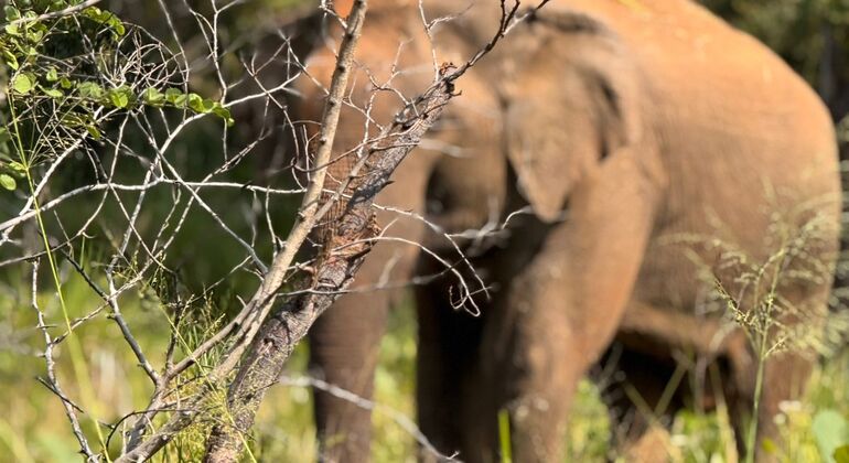 minneriya-national-park-elephant-jeep-safari-from-dambulla-en-6