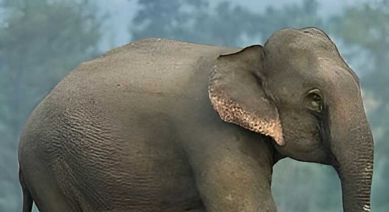 minneriya-national-park-elephant-jeep-safari-from-dambulla-en-7