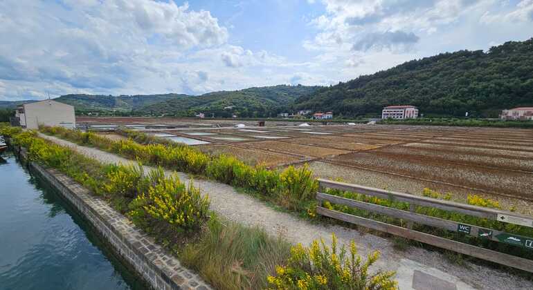 Visite gratuite de la côte d'Izola-Strunjan : Falaises, Moon Bay et Salt Pan, Slovenia