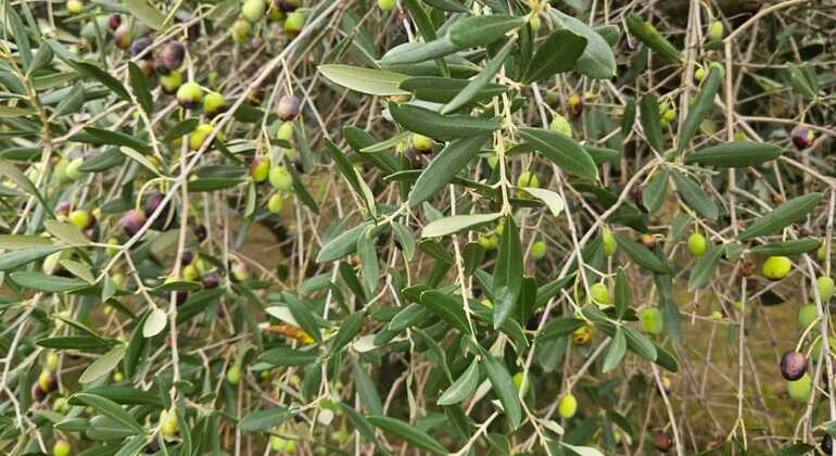 draft-izolastrunjan-coastal-walk-free-tour-cliffs-moon-bay-salt-pan-en-3