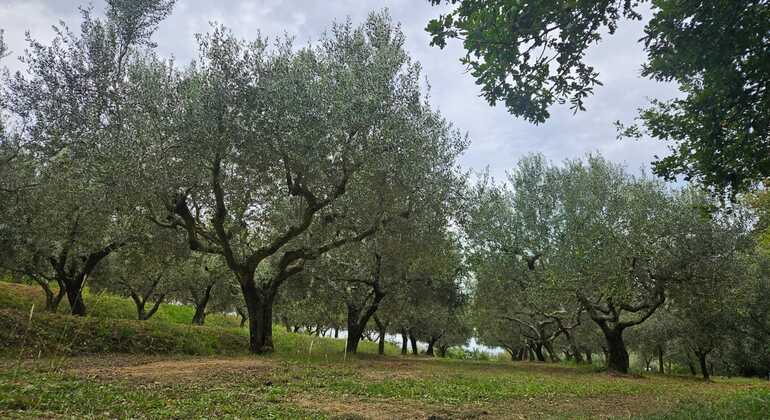 draft-izolastrunjan-coastal-walk-free-tour-cliffs-moon-bay-salt-pan-en-5
