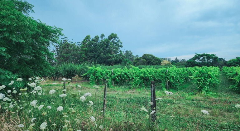 montevideo-nature-and-winemaking-tour-en-15