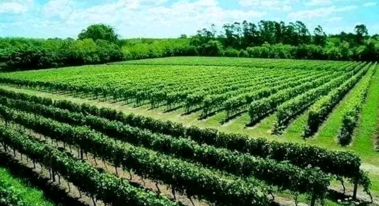 Private History and Nature Tour in the North of Montevideo Uruguay &mdash; #4