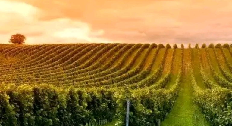 Private History and Nature Tour in the North of Montevideo Uruguay &mdash; #12