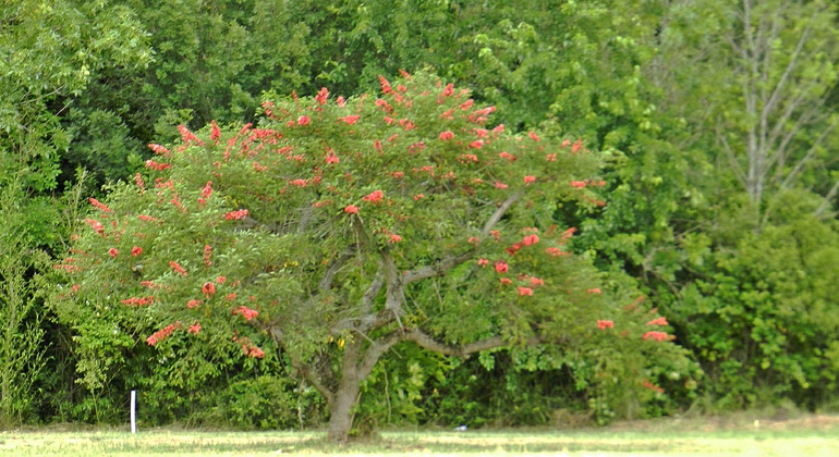 history-nature-and-viticulture-tour-around-colonia-es-3