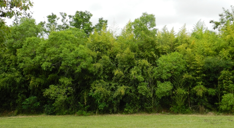 history-nature-and-viticulture-tour-around-colonia-es-4