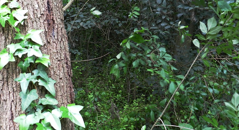 history-nature-and-viticulture-tour-around-colonia-es-7