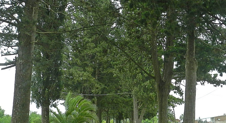 history-nature-and-viticulture-tour-around-colonia-es-9