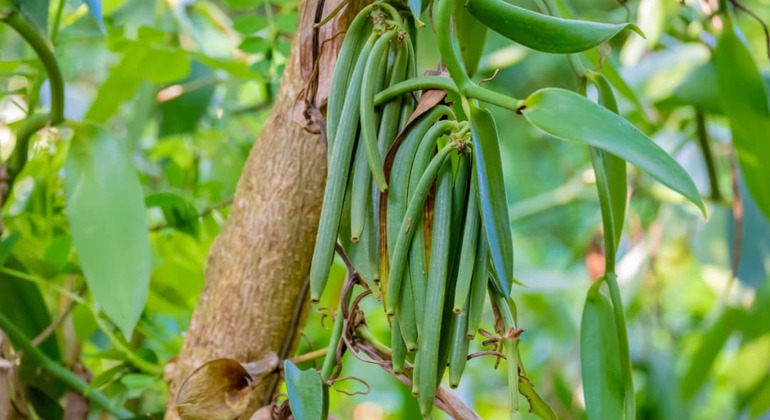 Kostenlose Sansibar-Tour: Verborgene Geschichte und lokales Leben Tansania &mdash; #4