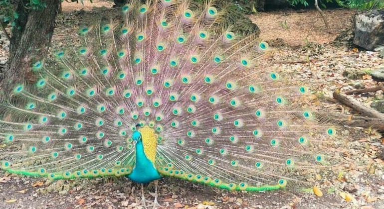 Kostenlose Sansibar-Tour: Verborgene Geschichte und lokales Leben Tansania &mdash; #6