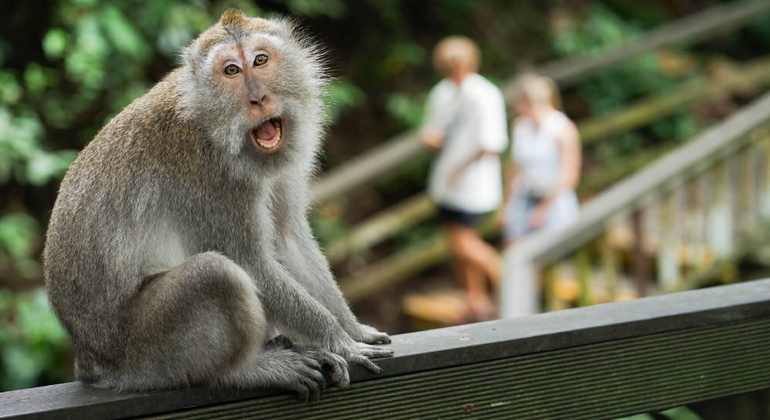 Day Tour to Waterfall-Sacred Temple-Rice Terrace &  Monkey Forest Indonesia &mdash; #3