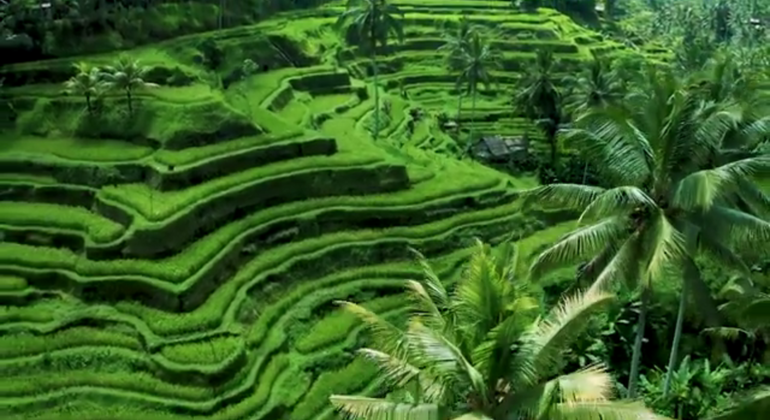 Day Tour to Waterfall-Sacred Temple-Rice Terrace &  Monkey Forest Indonesia &mdash; #4