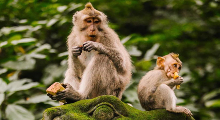 Day Tour to Waterfall-Sacred Temple-Rice Terrace &  Monkey Forest Indonesia &mdash; #6
