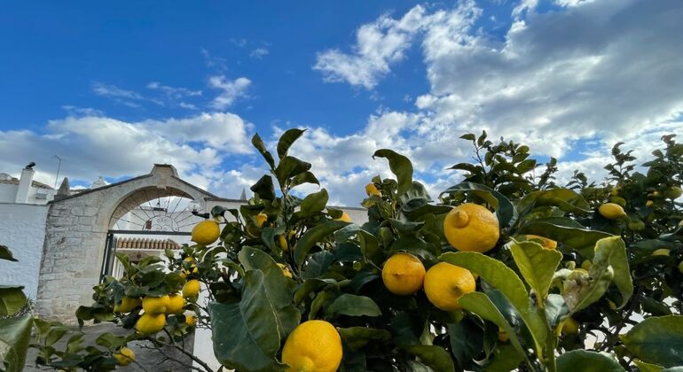Esperienza di produzione del formaggio in una masseria tradizionale pugliese Italia &mdash; #7