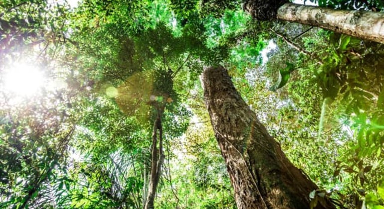 Tour Privado de Historia y Naturaleza por Manaos, Amazonas