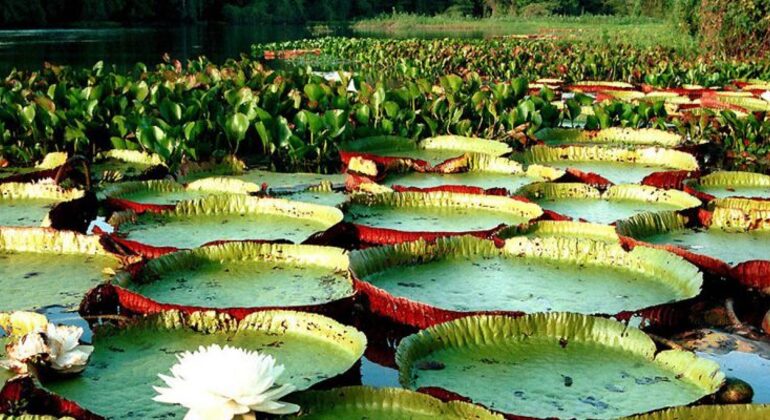 Tour Privado de Historia y Naturaleza por Manaos, Amazonas Brasil &mdash; #2