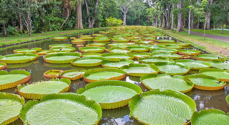 Tour Privado de Historia y Naturaleza por Manaos, Amazonas Brasil &mdash; #21