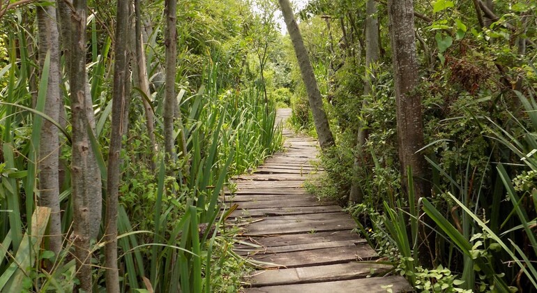 private-history-and-nature-tour-of-manaus-amazonas-es-21