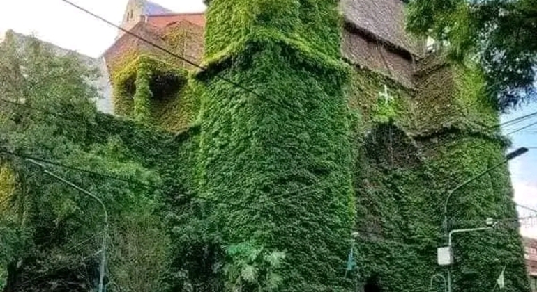 private-history-and-nature-tour-of-manaus-amazonas-en-10