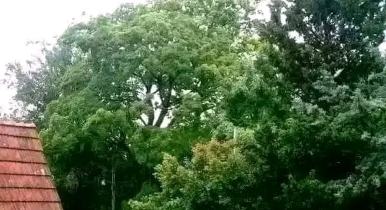 private-history-and-nature-tour-of-manaus-amazonas-es-22