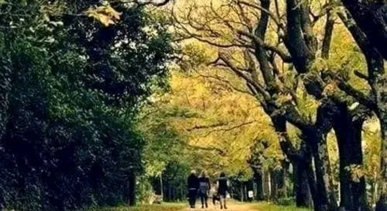 private-history-and-nature-tour-of-manaus-amazonas-en-17