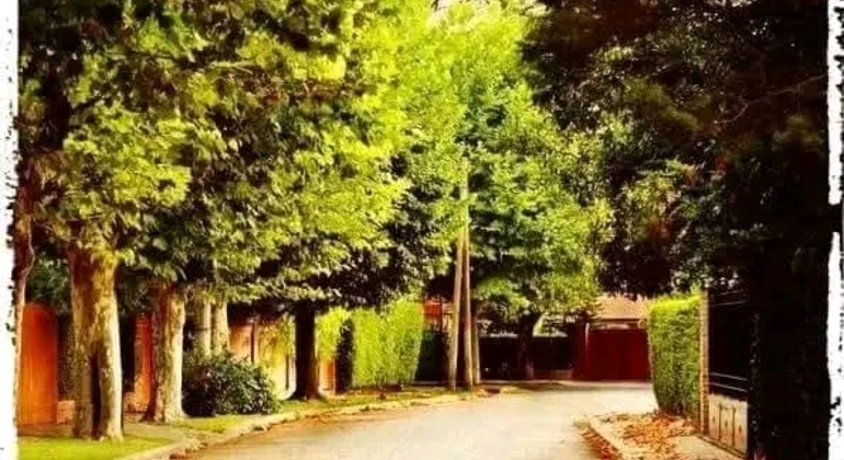 private-history-and-nature-tour-of-manaus-amazonas-en-19