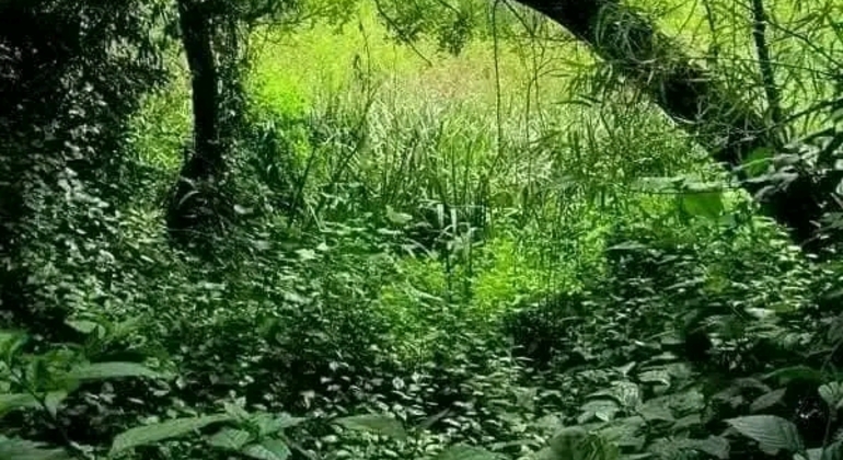 Tour di San Isidro, San Fernando, Vicente López e Ciudad Jardín global.countries. &mdash; #39