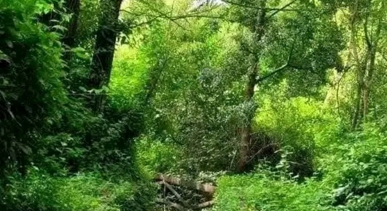 Tour di San Isidro, San Fernando, Vicente López e Ciudad Jardín global.countries. &mdash; #42