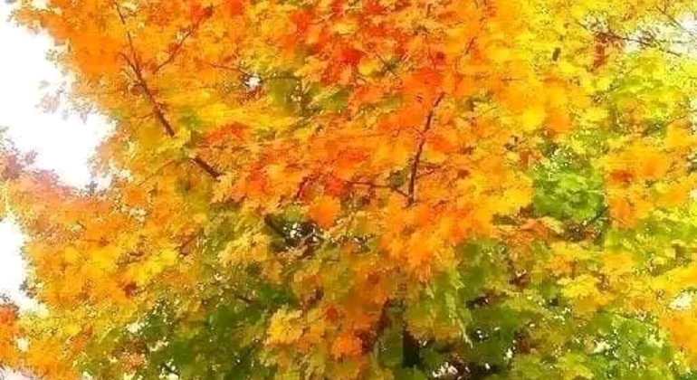 Tour di San Isidro, San Fernando, Vicente López e Ciudad Jardín global.countries. &mdash; #47