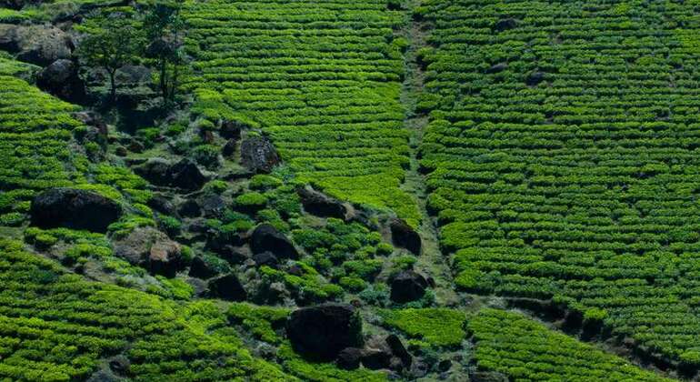 Tour privato di Nuwara Eliya da Kandy  Sri Lanka &mdash; #5