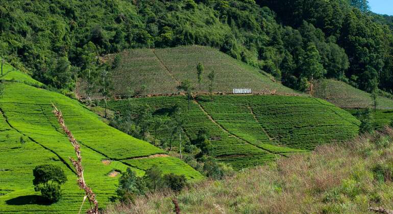 Tour privato di Nuwara Eliya da Kandy  Sri Lanka &mdash; #7