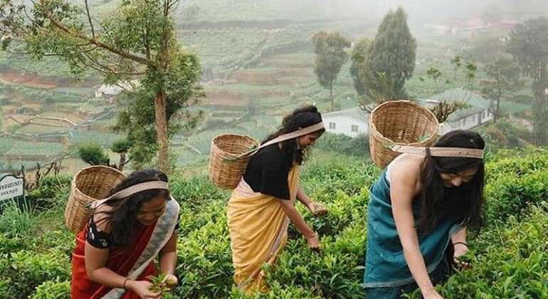 Tour privato di Nuwara Eliya da Kandy  Sri Lanka &mdash; #9