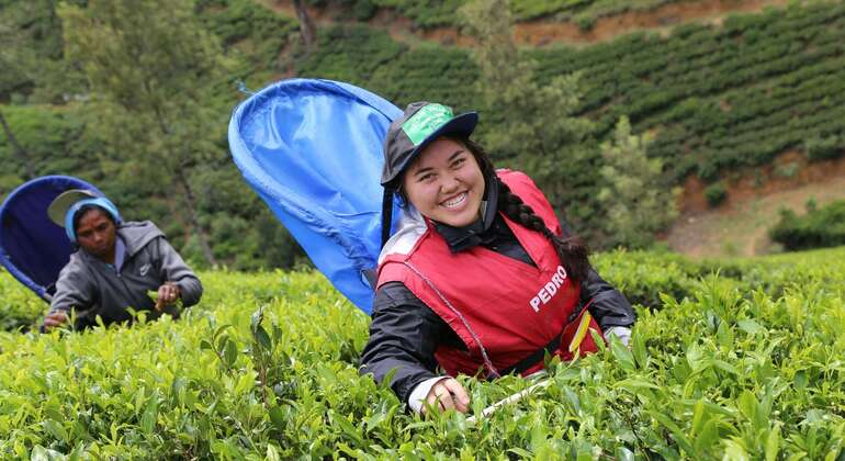 Tour privato di Nuwara Eliya da Kandy  Sri Lanka &mdash; #10