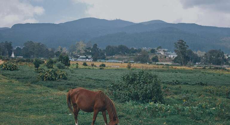 Tour privato di Nuwara Eliya da Kandy  Sri Lanka &mdash; #12