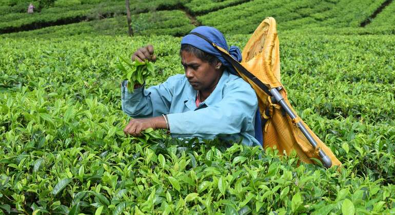 Tour privato di Nuwara Eliya da Kandy  Sri Lanka &mdash; #14